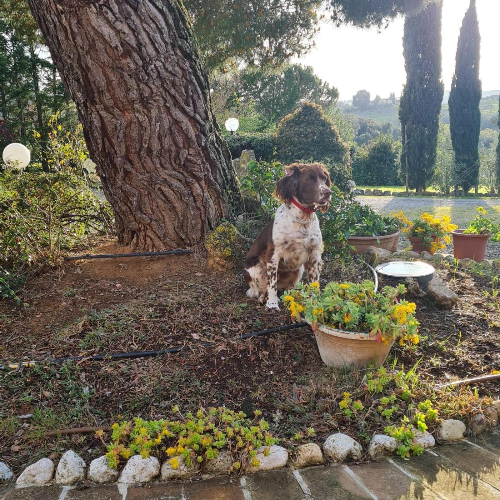 Antico Borgo Il Cardino Bed & Breakfast San Gimignano Exterior photo