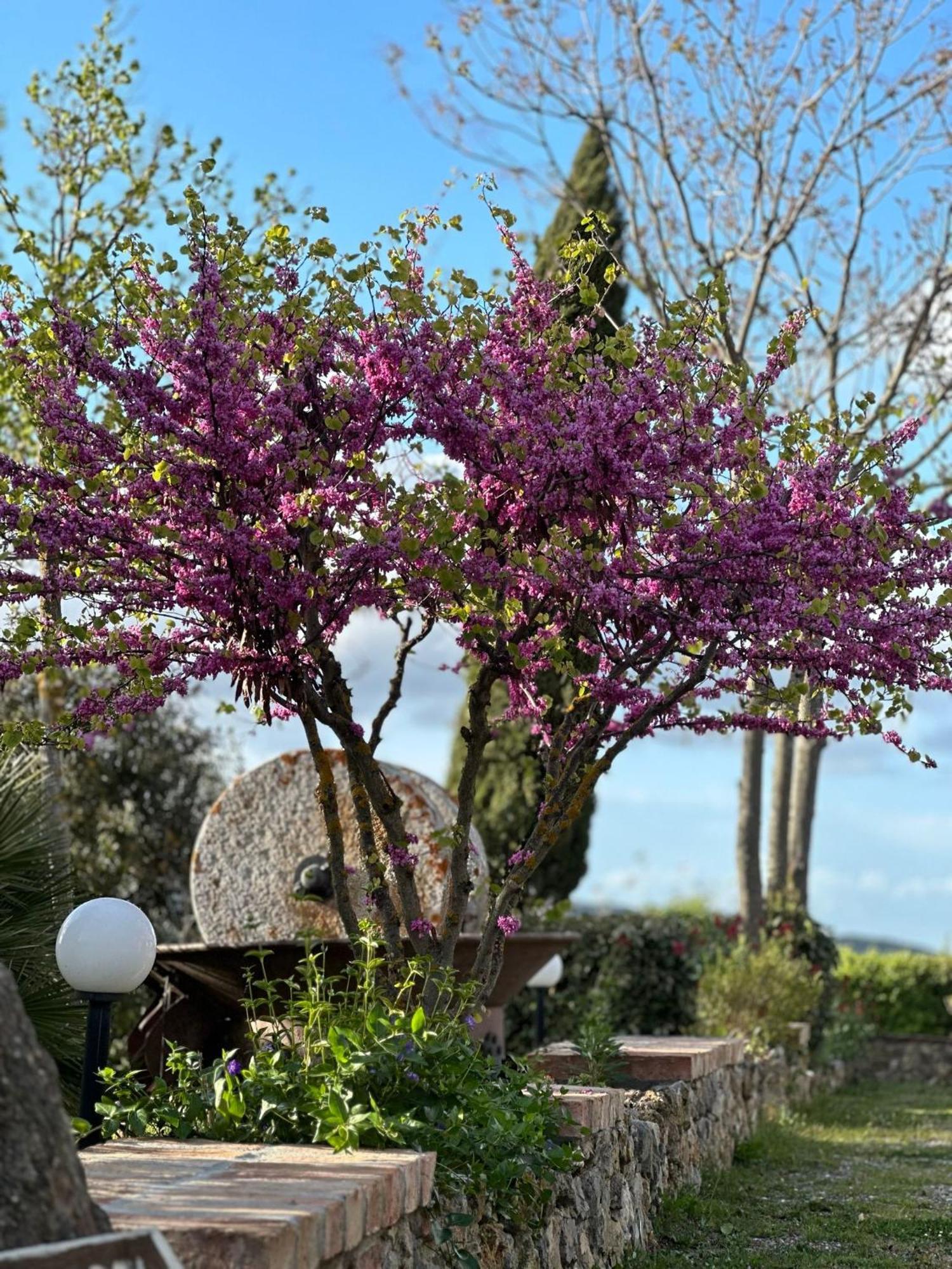 Antico Borgo Il Cardino Bed & Breakfast San Gimignano Exterior photo